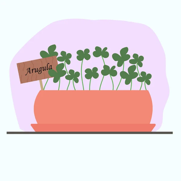 Arugula mikro yeşillikleri evde yetiştirilen kil kapta. Evde kullanışlı bitkiler, pencere kenarında sebze bahçesi olan vektör çizimi