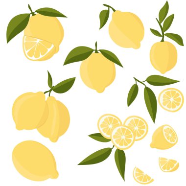 Limonlu olsun. Citrus dilimlere, dilimlere, dairelere ayrılır. Ağaç dalında olgun taze limonlar. Vektör düz resimleme