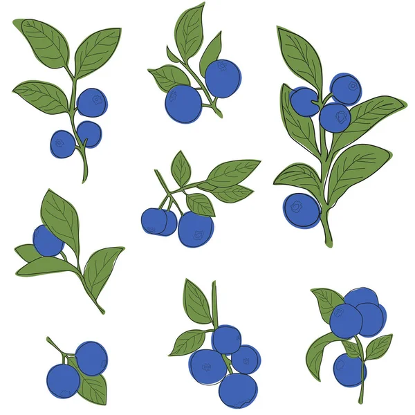 Blueberry Branch Set Minimalistic Flat Line Style Vector Sprig Blueberries — Stock Vector