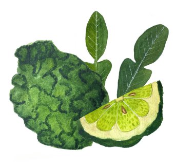 Bergamot meyvesinin suluboya çizimi. Tam bir bergamot ve kes. Tasarım, ambalaj, çıkartmalar, kumaşlar, kartpostallar, parfüm veya çay paketleme için elverişli