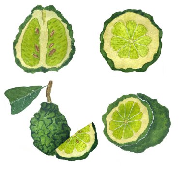 Yapraklı Bergamot suluboya çizimi. Elle çizilmiş suluboya bergamotlar. Kartpostallar, parfümler, çay poşetleri, suluboya çıkartmaları için tasarım