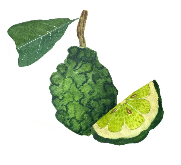 Bergamot meyvesinin suluboya çizimi. Bergamot yapraklı bir dalda yetişiyor. Tasarım, ambalaj, çıkartmalar, kumaşlar, kartpostallar, parfüm veya çay paketleme için elverişli.