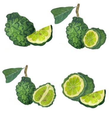 Yapraklı Bergamot suluboya çizimi. Elle çizilmiş suluboya bergamotlar. Kartpostallar, parfümler, çay poşetleri, suluboya çıkartmaları için tasarım