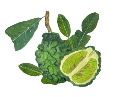 Bergamot meyvesinin suluboya çizimi. Tam bir bergamot ve kes. Tasarım, ambalaj, çıkartmalar, kumaşlar, kartpostallar, parfüm veya çay paketleme için elverişli