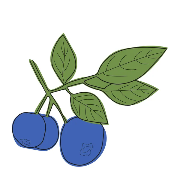 블루베리가지는 평평하고 직선의 스타일을 최소화 잎사귀와 열매가 블루베리를 벡터로 퍼내는 — 스톡 벡터