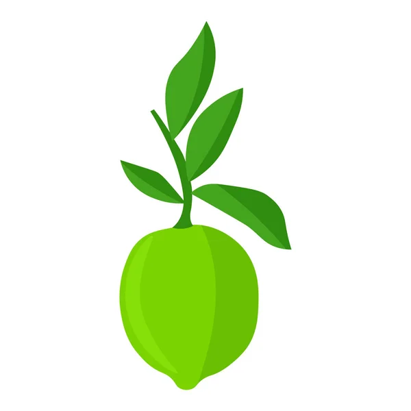 Vector Botanical Illustration Lime Fruit Green Leaves Isolated White Background — 스톡 벡터