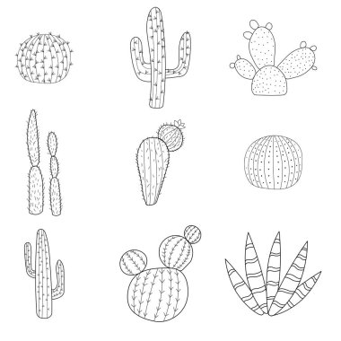 Vector doodle illustration of cactus. Set of hand drawn cactus elements. Doodle mexican cactus.