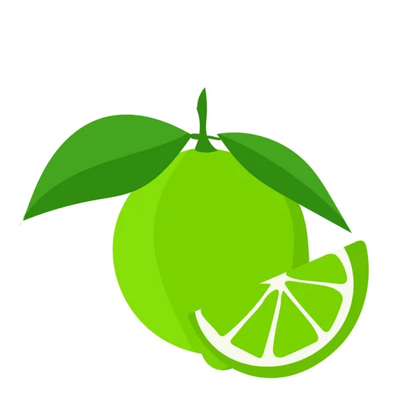 Vector Botanical Illustration Lime Fruit Green Leaves Isolated White Background — ストックベクタ