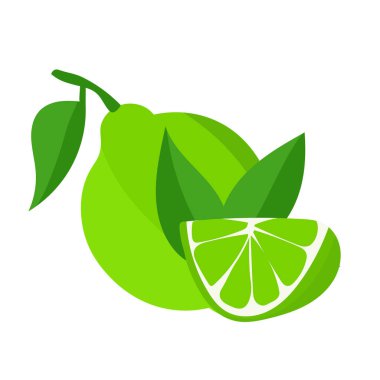 Beyaz arka planda yeşil yapraklı limon meyvelerinin vektör botanik çizimi. Bitki çayı, smoothie veya temel yağ ambalajı için kireç tasarımı.