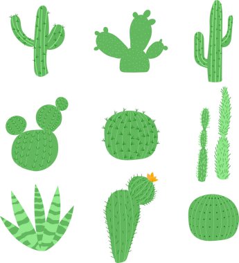 Düz kaktüs renkli vektör çizimleri. Çiçekli kaktüs. Güzel bitkiler. Çöl ve Meksika bitkileri.