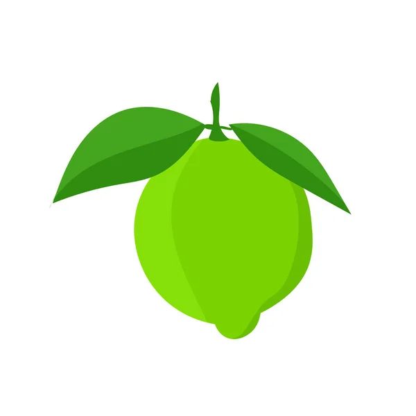 Vector Botanical Illustration Lime Fruit Green Leaves Isolated White Background — 스톡 벡터