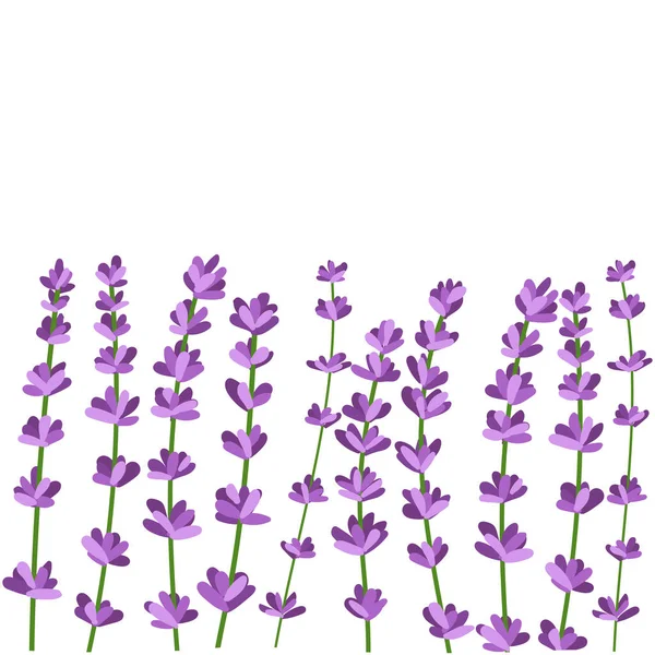 Lavanta çiçekleri koleksiyonu. Beyaz arkaplanda yalıtılmış lavanta çiçeklerinin vektör çizimi.
