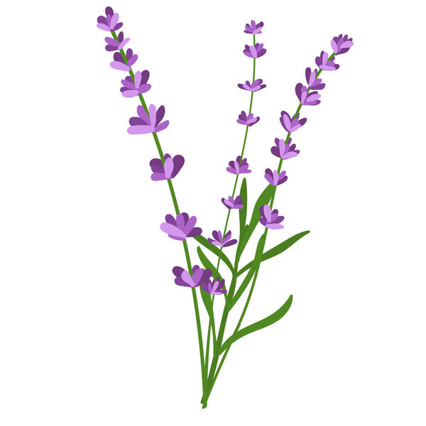 Bouquet of lavender flowers. Vector illustration of lavender flowers isolated on white background.