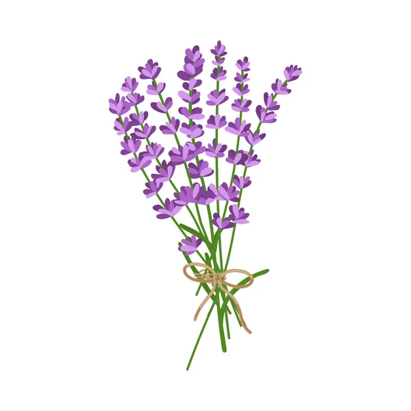 Bouquet Lavender Flowers Vector Illustration Lavender Flowers Isolated White Background — Vetor de Stock