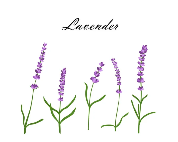 Colección Flores Lavanda Ilustración Vectorial Flores Lavanda Aisladas Sobre Fondo — Vector de stock