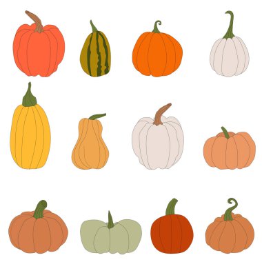 pumpkins, halloween squash, fall harvest gourds. Autumn thanksgiving and halloween pumpkins collection
