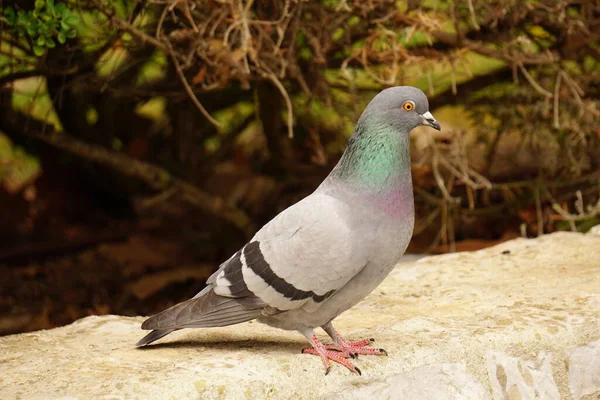 Pombo Colorido Cidade Setubal Portugal — Fotografia de Stock