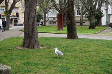 Gümüş martı (Larus argentatus), Laridae familyasından bir martı türüdür. Türleri Kuzey Amerika, Avrupa ve Asya 'ya dağılmış ve kıyı bölgelerinde yaşamaktadır..