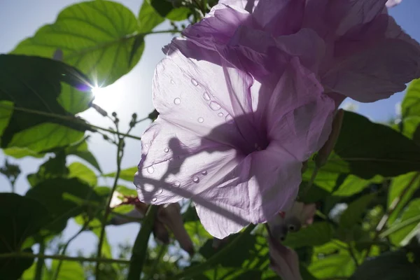 Pink Flowers Assigned Meanings Love Delicacy Elegance Affection Indicated Express — Stockfoto