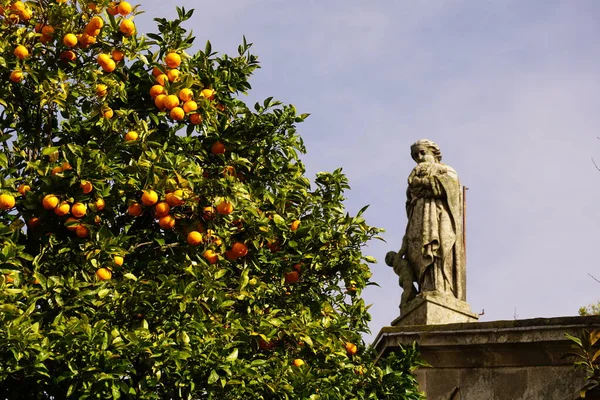 Beautiful Scenery Lemon Tree Statue Sintra Portugal — Stock Photo, Image