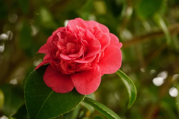 Red Roses Wild Nature Sintra Portugal — Fotografia de Stock