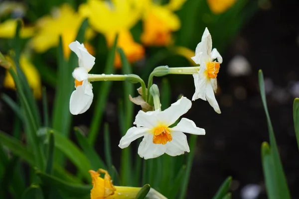 Vita Blommor Betyder Förlåtelse Fred Oskuld Renhet Lojalitet — Stockfoto