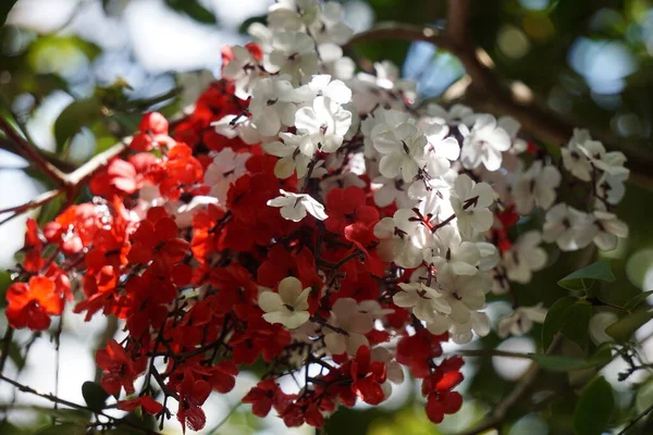 Flores Blancas Significan Perdón Paz Inocencia Pureza Lealtad — Foto de Stock