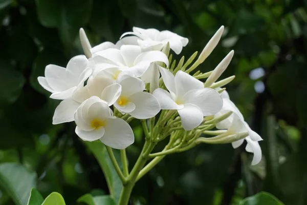 Vita Blommor Betyder Förlåtelse Fred Oskuld Renhet Lojalitet — Stockfoto