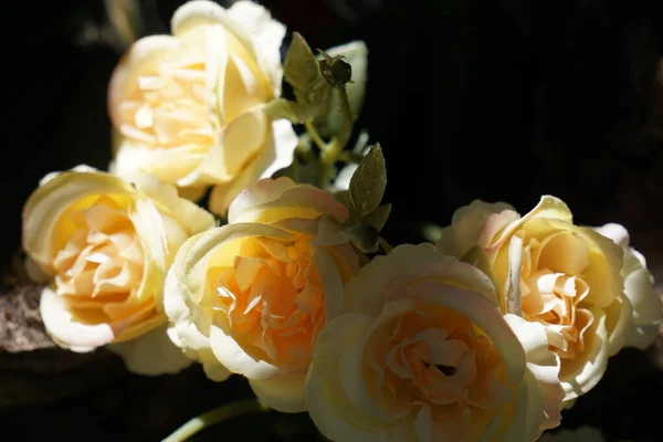 Yellow Roses Represent Wealth Gold Sun Rays Energy Prosperity Also — Stockfoto