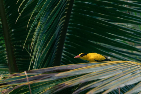 Gros Plan Oiseau Tropical Jaune Vif Assis Sur Des Feuilles — Photo