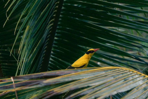 Acercamiento Pájaro Tropical Amarillo Brillante Sentado Hojas Palma — Foto de Stock