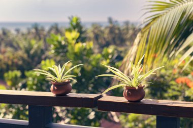 Ahşap balkon korkuluklarında yeşil çömlekler var. Güneşli bir yaz sabahında arka planda ağaçlar ve dağlarda