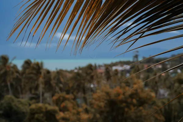 Uzavřete Palmový List Výhled Balkonu Les Vesnici Pozadí Tyrkysové Moře — Stock fotografie