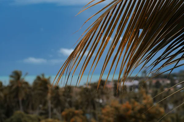 Uzavřete Palmový List Výhled Balkonu Les Vesnici Pozadí Tyrkysové Moře — Stock fotografie