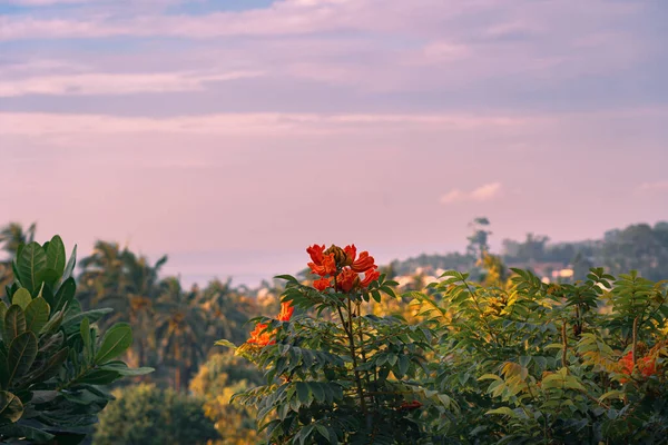 Vista Desde Balcón Las Flores Árboles Tropicales Color Naranja Una —  Fotos de Stock
