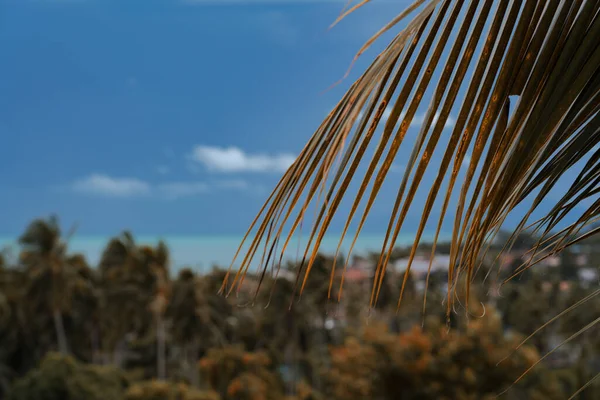 Uzavřete Palmový List Výhled Balkonu Les Vesnici Pozadí Tyrkysové Moře Stock Snímky