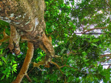 Gelişen ve çok yeşil yaprakları olan mango ağacı..