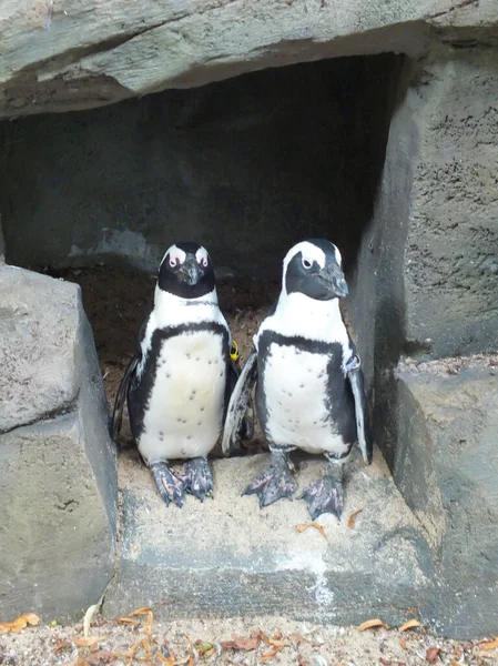 Two cute penguins standing in front of grey rocks in a zoo, funny little penguin couple smiling in the photo, happy animal friends, polar, big birds