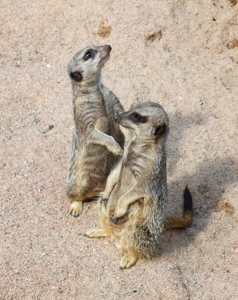 Two meerkats standing on a sandy ground in a zoo, Suricata suricatta, African small carnivores, Wild suricates on sand, photo of cute funny meerkats