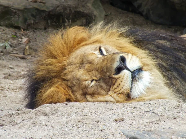 Lion head close up sleeping on sandy ground in front of rocks, lying down lion face portrait photo, big cat resting, focus, wild animal image in a zoo