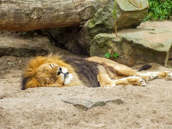 Lion is lying down on sand in front of rocks and tree body, lion sleeping on sandy ground in a zoo, big cat is resting calmly