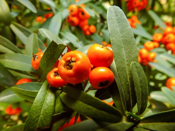 Hawthorn Fruit Green Leaves Background Small Raw Pome Fruits Little — Stock Photo, Image