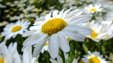 Close up shot of white daisy in a garden with daisies on blurred background, Daisy flower concept, Bellis perennis blossom with white petals and yellow center, Selective focus. High quality photo