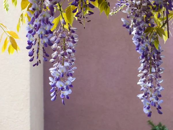 Close up of Wisteria flower on a lilac colored wall, Beautiful purple color spring flowers wisteria blooming in a garden, Selective focus.