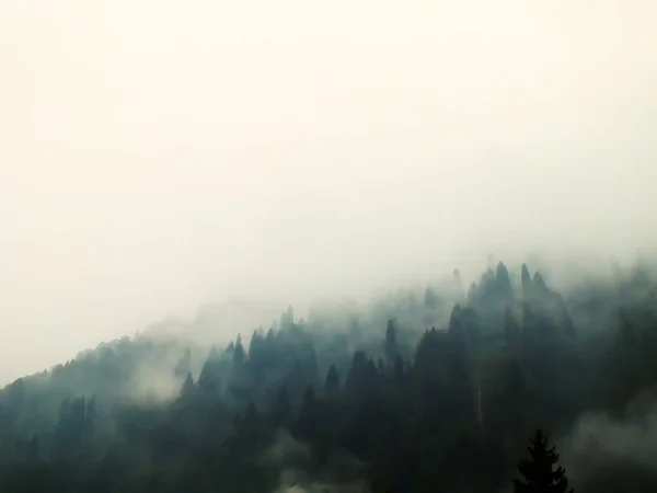 Mysterious Foggy Forest Mountain Tall Pine Trees Misty Landscape Fir — Stockfoto