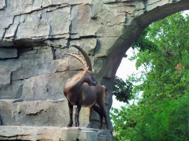 A capricorn standing on the rocks