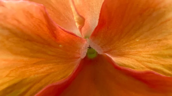 Närbild Apelsin Blomma Blommar Parken — Stockfoto