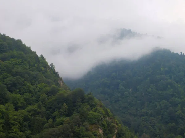 Uzun Çam Ağaçları Olan Bir Dağda Esrarengiz Sisli Bir Orman — Stok fotoğraf