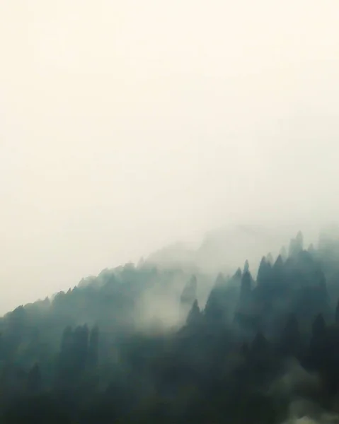 背の高い松の木と山の上の神秘的な霧の森 ヴィンテージレトロなスタイルでモミの森と霧の風景 選択的焦点 ノイズ効果が含まれ 露出過多効果 — ストック写真