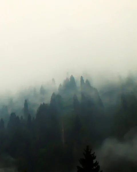 Uzun Çam Ağaçları Olan Bir Dağda Esrarengiz Sisli Bir Orman — Stok fotoğraf